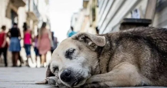 Hoy se festeja el Día Mundial del Perro Callejero: ¿Sabías por qué?