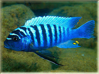 Zebra Cichlid Fish Pictures