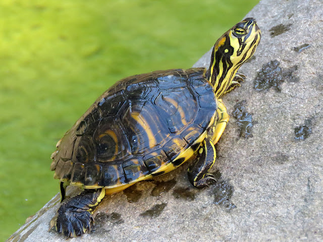 Turtle, Villa Mimbelli, Livorno