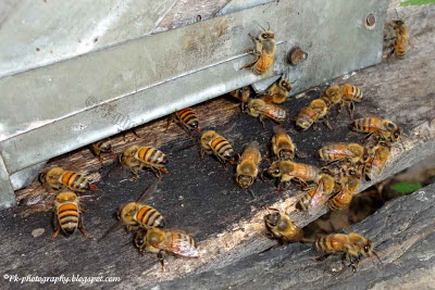 Apis mellifera Picture