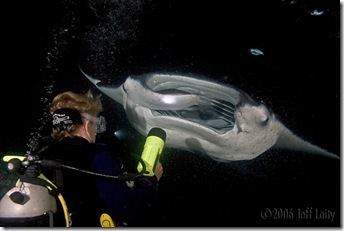 manta2