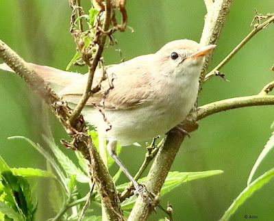 |Sykes's Warbler - Iduna rama,foraging for insects."
