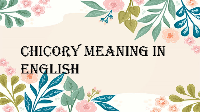 chicory meaning in english