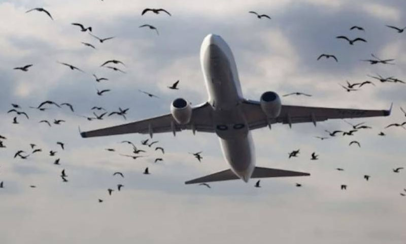 Decision to install modern bird killing system at major airports of Pakistan