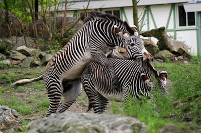 Amazing Animals Love Making Captured Pictures 
