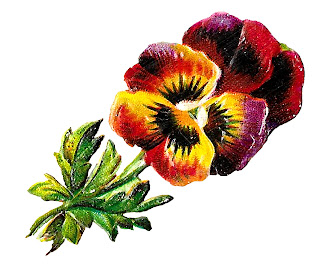 floral botanical art flower pansy wildflower illustration image download