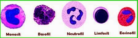 fungsi dan ciri-ciri dari jenis-jenis sel darah putih