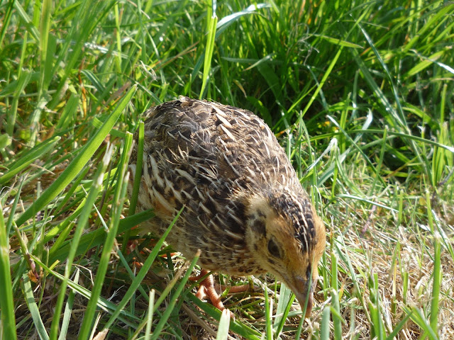 Pharaoh Coturnix Juvenile Quail free-ranging in a meadow