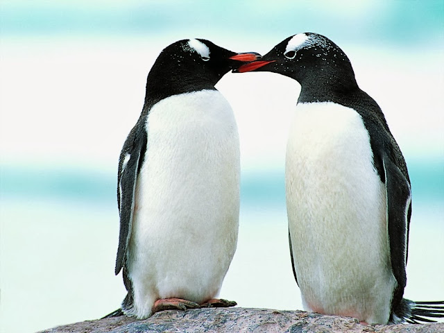 Cute & Beautiful Penguin HD Wallpaper Free