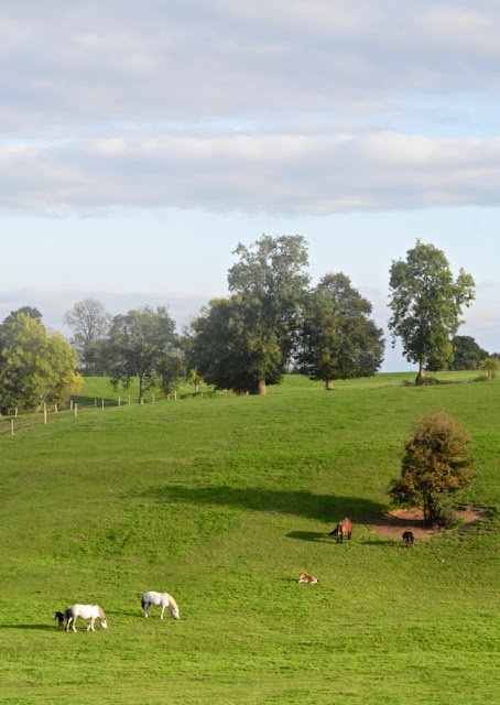 Orne, Bellême, Mortagne-au-Perche, Pin du Haras, Normandische platteland, calvados, cider, pommeau, boudin noir, Perche, normandische paarden, normandische koeien,