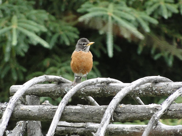 Spring robins