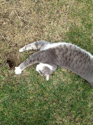 William the Cat stretching near his pocket gopher hole