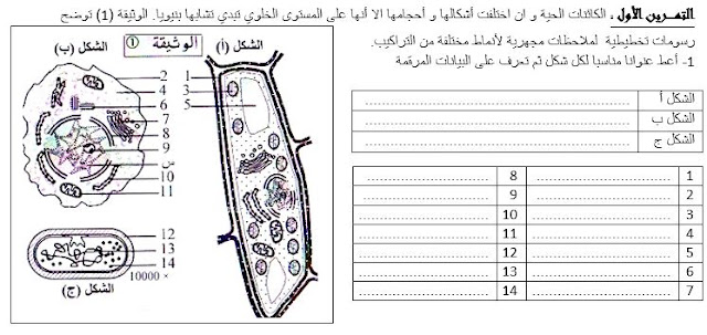 مجموعة من التقويمات التشخيصية للعلوم الطبيعية للسنة الثالثة ثانوي 