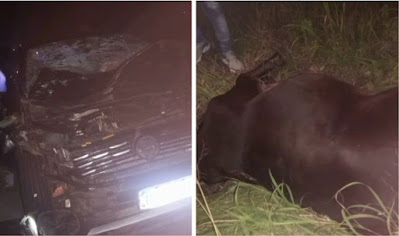 Em São José da Tapera–AL, acidente entre carro e uma vaca na AL-220 deixa duas mulheres feridas