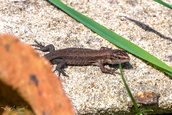 Common lizard