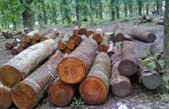 Top Terbaru 22+ Kayu Mahoni