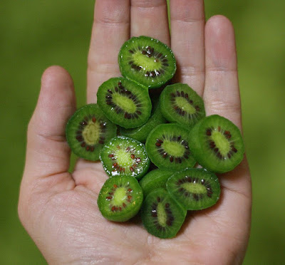 Cách trồng kiwi tí hon từ hạt cực kỳ đơn giản