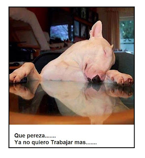 IMAGENES GRACIOSAS DE BULL TERRIER PARA COMPARTIR