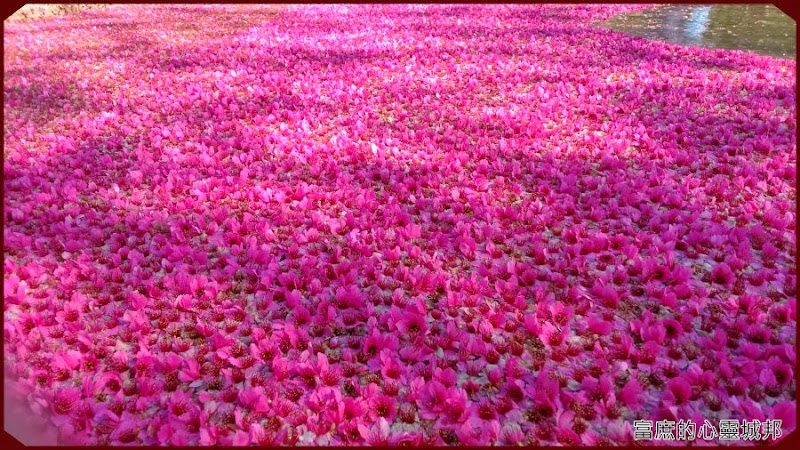 草坪頭玉山觀光茶園