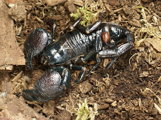 Scorpion empereur - Scorpion impérial - Pandinus imperator