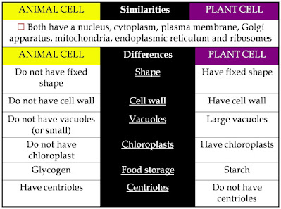 similarities and differences between animal cell and plant cell