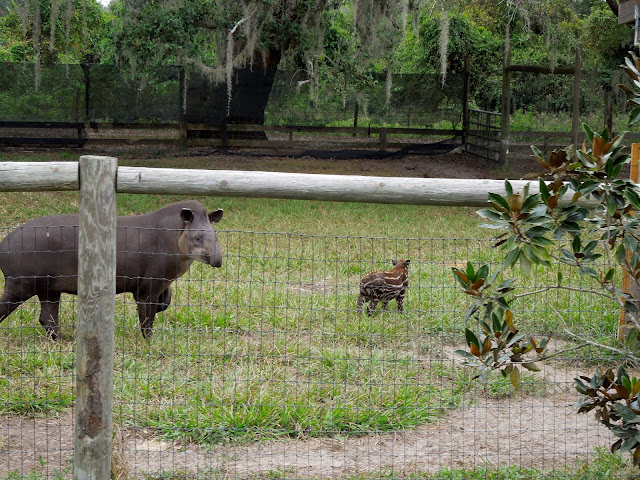 mama and baby tapir