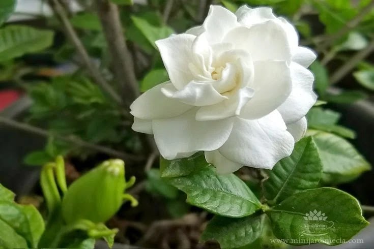 Gardênia ou Gardenia jasminoides Jasmim-do-cabo