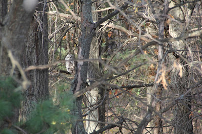 barred owl perched on an oak's dead branch