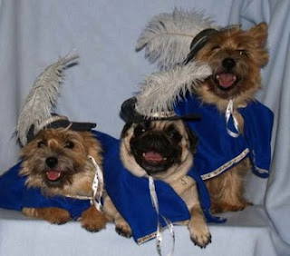 Funny Animals Dressed up