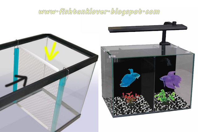 Betta fish tank devider