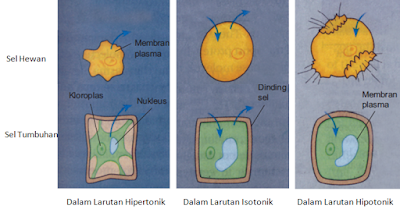 Pengertian dan Perbedaan Difusi, Osmosis, Endositosis dan Eksositosis