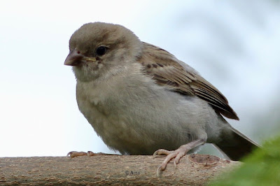 House Sparrow