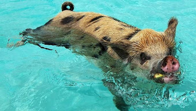 babi makan dalam air