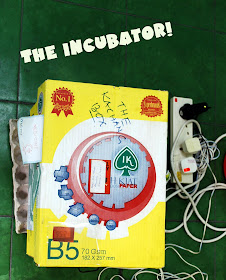 egg incubator