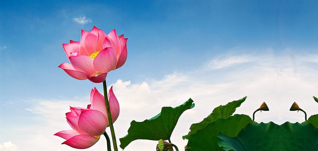 lotus-flower-vietnam-1600x761px