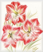 Double Amaryllis (Hippeastrum). 01/01/2011 acquerello su carta, cm 33x24 (amaryllis hippeastrum giada)