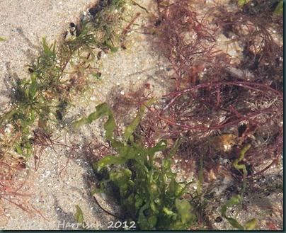 39-rockpool