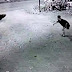 Aksi Kocak Kawanan Maling Ayam yang Terekam Kamera CCTV