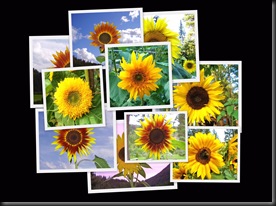 10 10 10 Sunflowers3