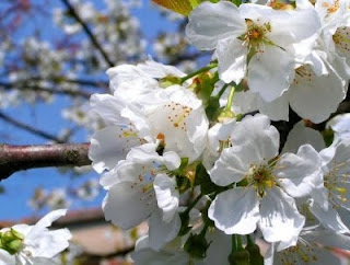 Une fleur, un fruit.