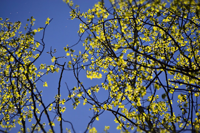 Tiny just emerged aspen leaves, backlit green gold against blue sky and a tangle of  silhouette-blackened branches and twigs.  https://cohanmagazine.blogspot.com/