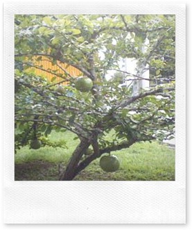 Pic0126003