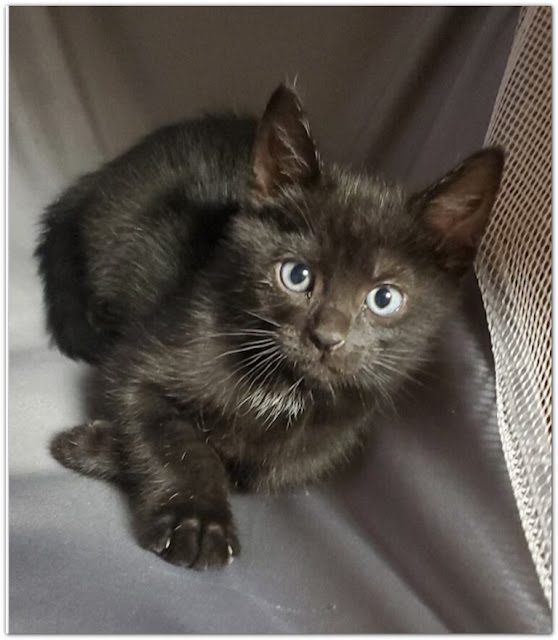 Free Kitten for Adoption in Oak Harbor, WA