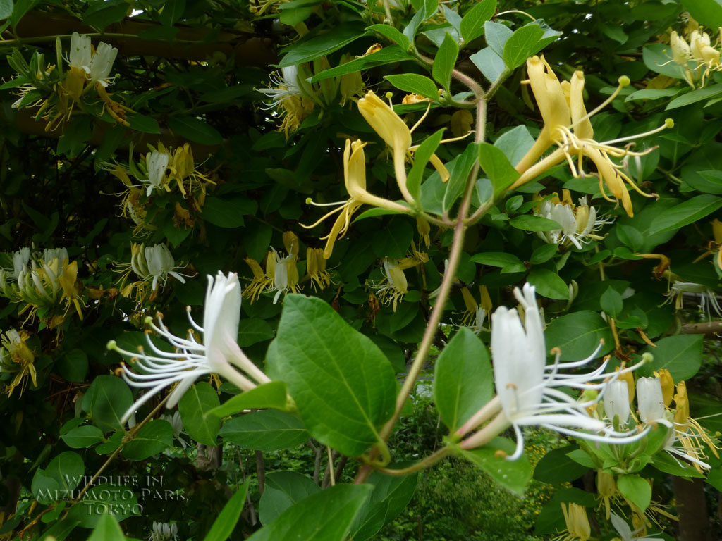 水元公園の生き物 Wildlife In Mizumoto Park Tokyo スイカズラ Japanese Honeysuckle