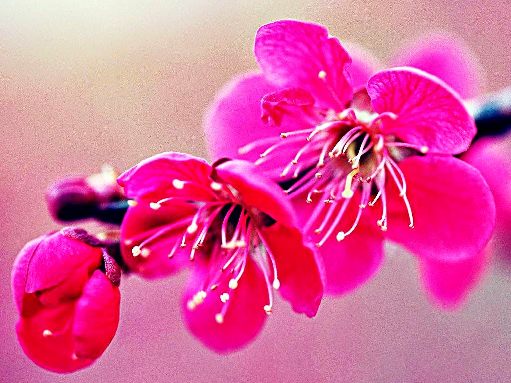 Gambar Wallpaper Cantik Bunga Sakura | Stok Wallpaper