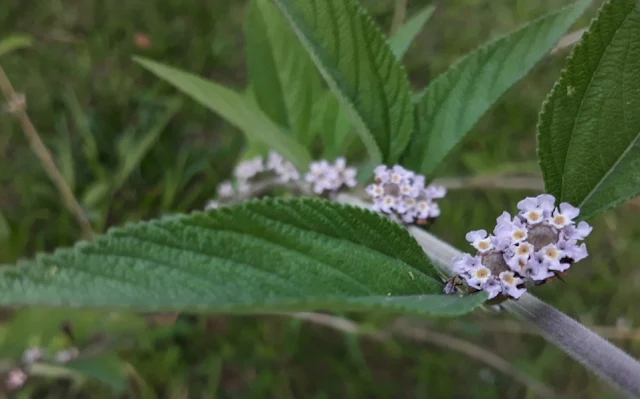 Ramo da erva cidreira brasileira com flores lilás aos pares