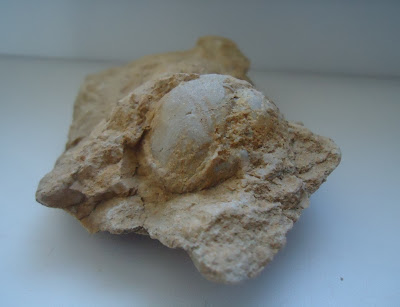 Amazing Fossil Sea Urchin Echinoid