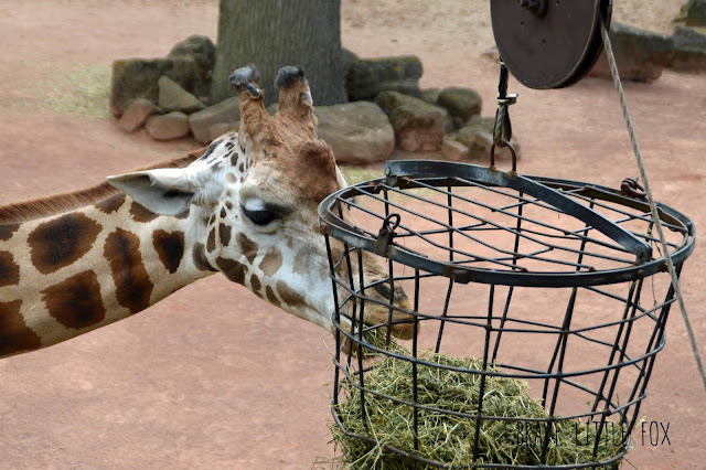 Giraffen Erlebnis-Zoo Hannover