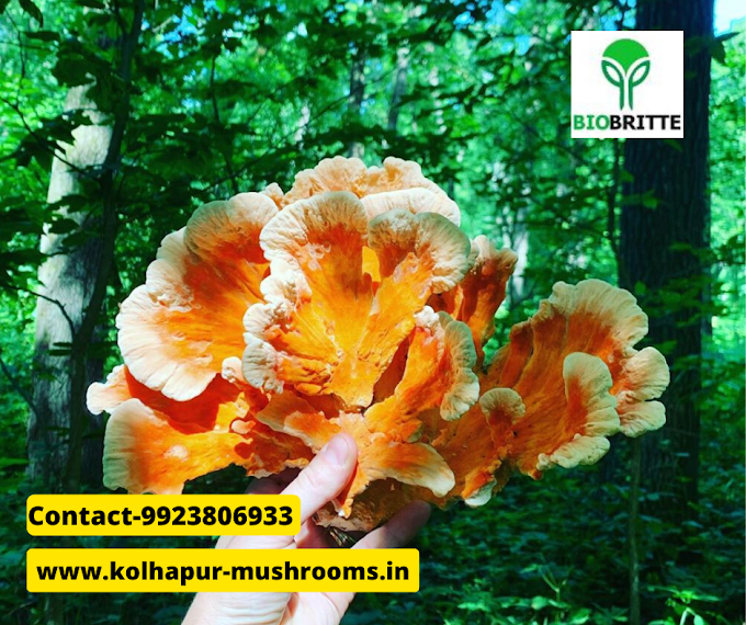  What are the equipment required for mushroom cultivation?