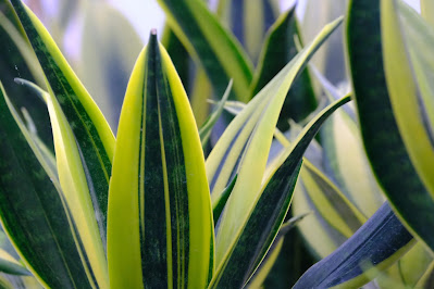 Snake plant